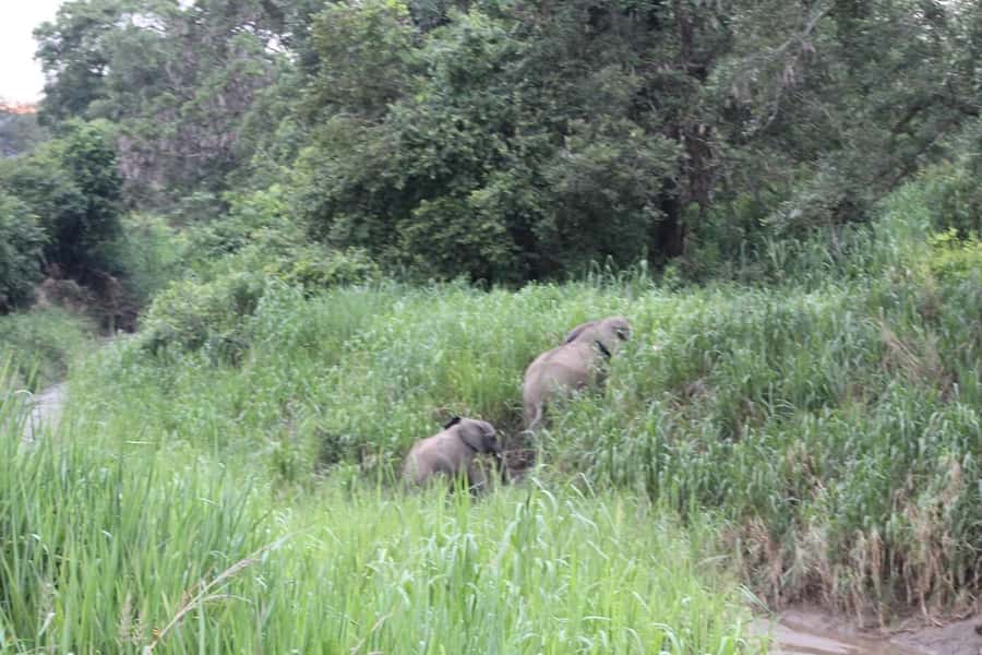 SAFARI WILDLIFE 3 DAYS 2 NIGHT FROM ZANZIBAR TO MIKUMI - Who should book this safari?