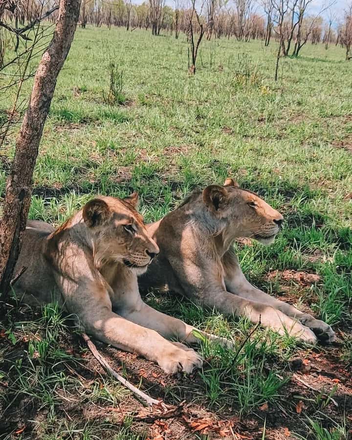 SAFARI WILDLIFE FROM ZANZIBAR TO MIKUMI 3 DAYS AND 2 NIGHTS - Key points before you book