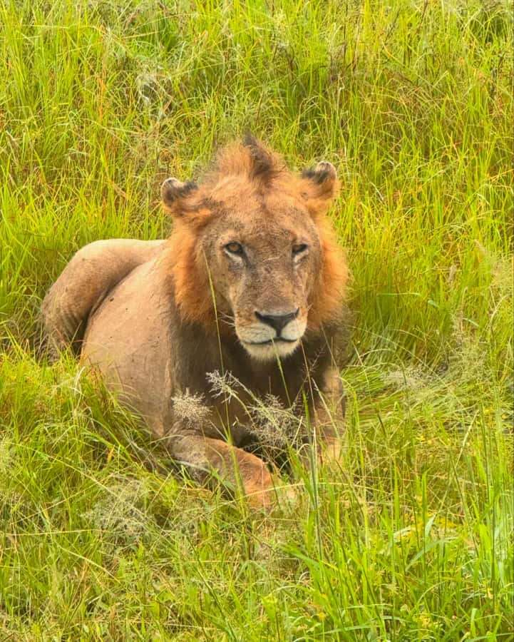 SAFARI WILDLIFE FROM ZANZIBAR TO MIKUMI 3 DAYS AND 2 NIGHTS - Why Mikumi works for a short safari