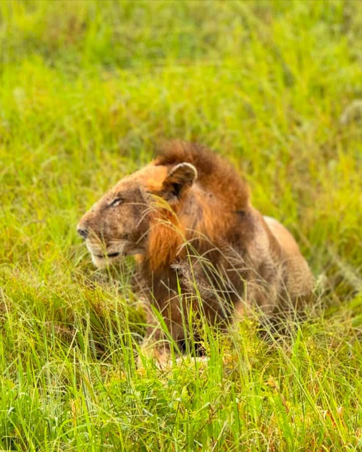 SAFARI WILDLIFE FROM ZANZIBAR TO MIKUMI 3 DAYS AND 2 NIGHTS - The guides and private safari format