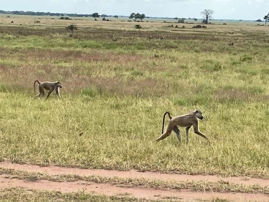 SAFARI WILDLIFE FROM ZANZIBAR TO MIKUMI 3 DAYS AND 2 NIGHTS - What the $750 price really includes