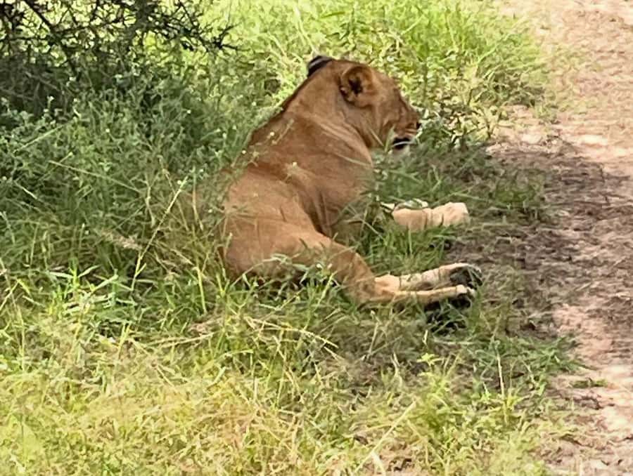 SAFARI WILDLIFE FROM ZANZIBAR TO MIKUMI 3 DAYS AND 2 NIGHTS - What may feel tiring or awkward