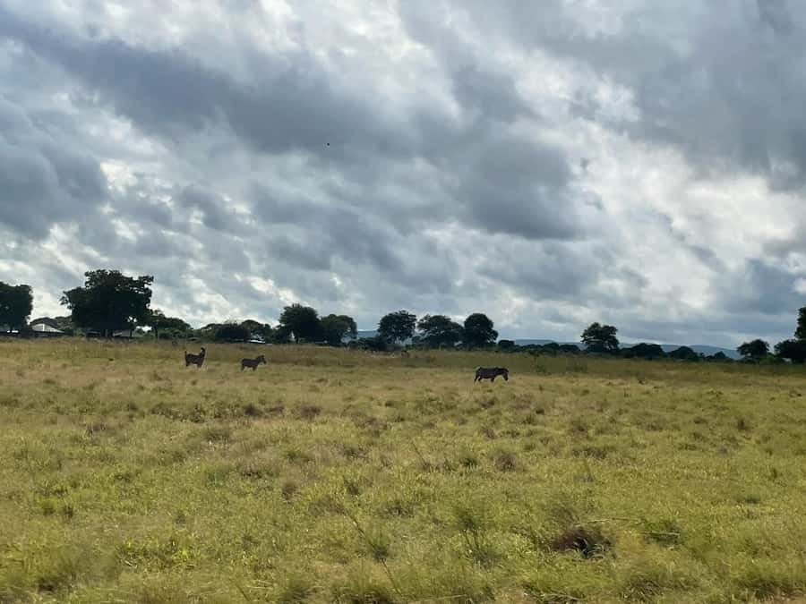 SAFARI WILDLIFE FROM ZANZIBAR TO MIKUMI 3 DAYS AND 2 NIGHTS - Who should book this Mikumi trip?