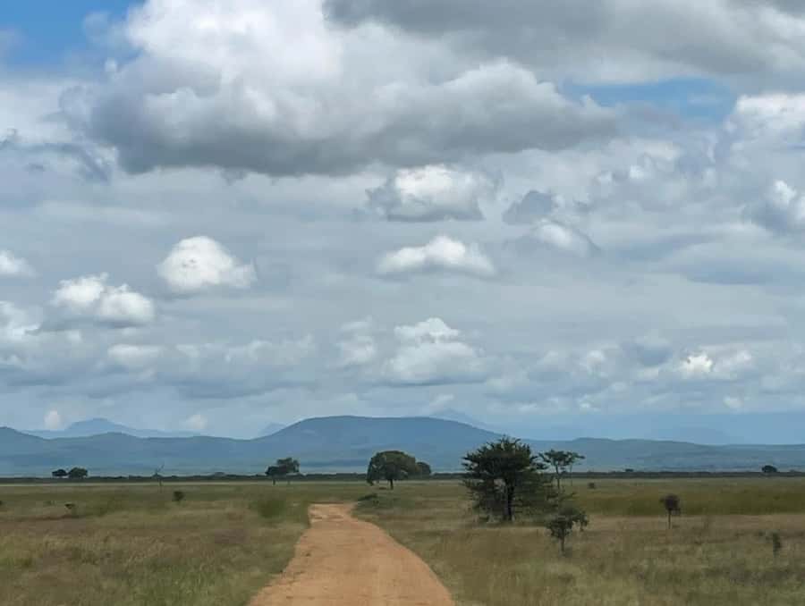 SAFARI WILDLIFE FROM ZANZIBAR TO MIKUMI 3 DAYS AND 2 NIGHTS - Should you book the Zanzibar to Mikumi safari?