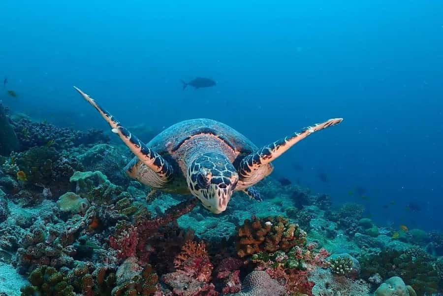 Salaam Cave, Paje Beach, The Rock Restaurant, Kuza Cave - Why this southern Zanzibar route works