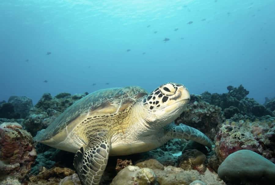 Salaam Cave, Starfish Adventure, The Rock Lunch, Kuza Cave - Kizimkazi dolphins: beautiful animals, difficult conditions