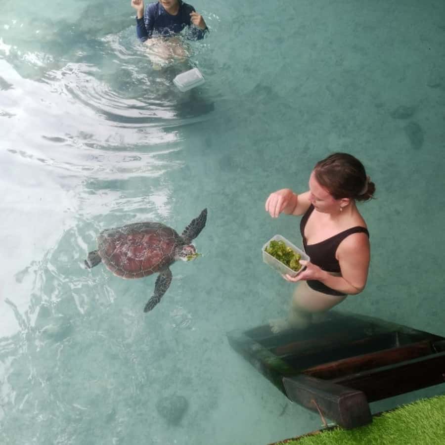 SALAAM CAVE: Swim with turtles & Dine at The Rock Restaurant - The best parts of this Zanzibar day trip