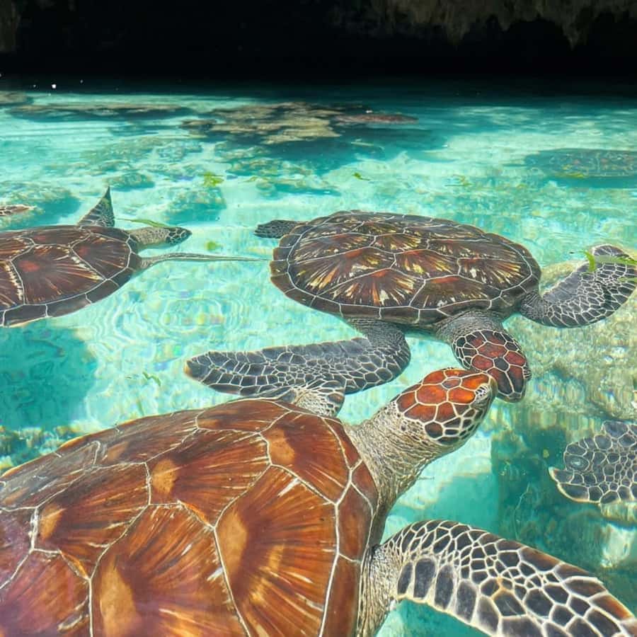SALAAM CAVE: Swim with turtles & Dine at The Rock Restaurant - Lunch at The Rock Restaurant in Pingwe