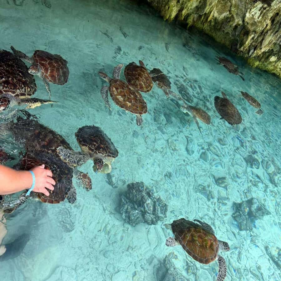 SALAAM CAVE: Swim with turtles & Dine at The Rock Restaurant - Practical tips for a smoother day