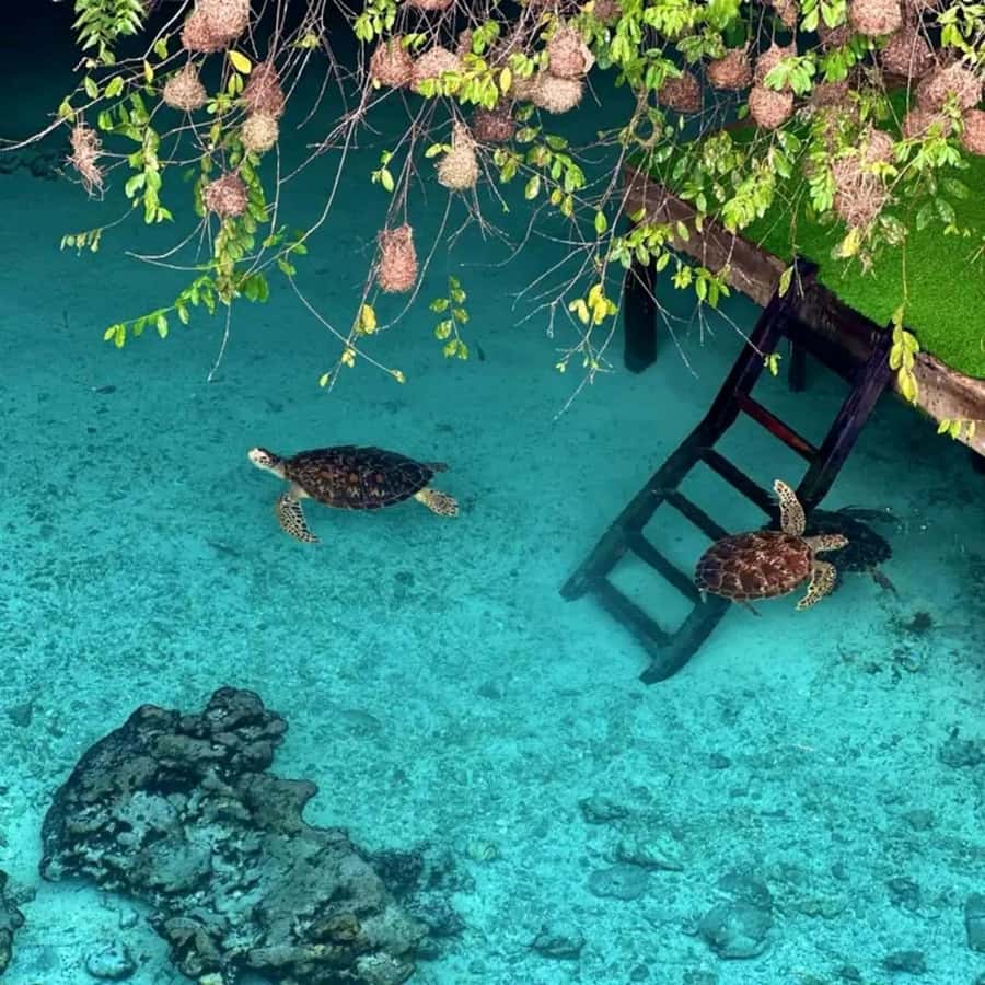 Salaam Cave Swimming & feeding Sea Turtles in Kizimkazi - Going down to the pool