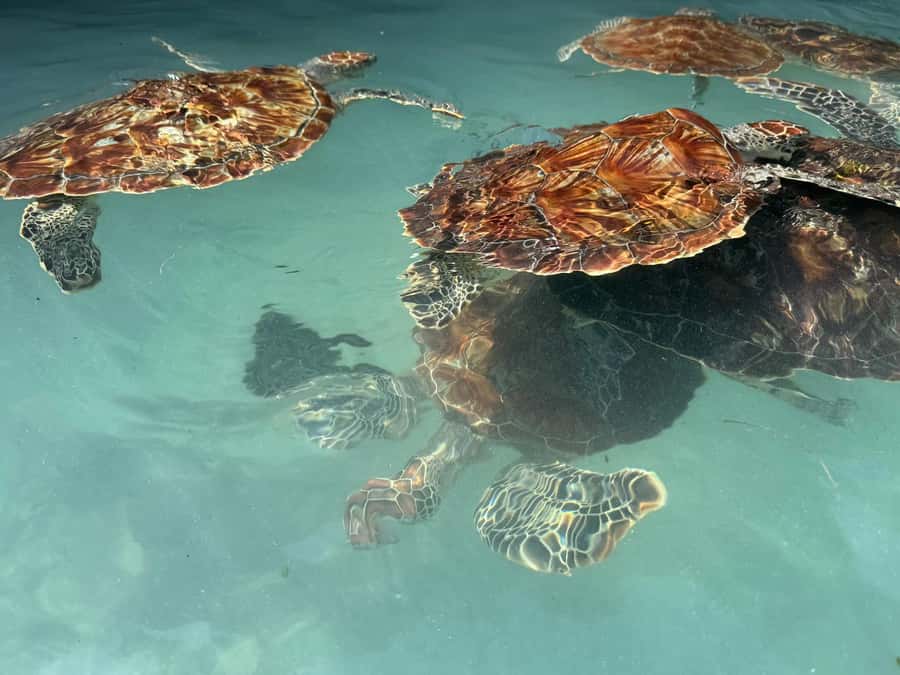 Salaam Cave Swimming with turtles, Mtende Beach & The Rock - Mtende Beach between coral rock walls