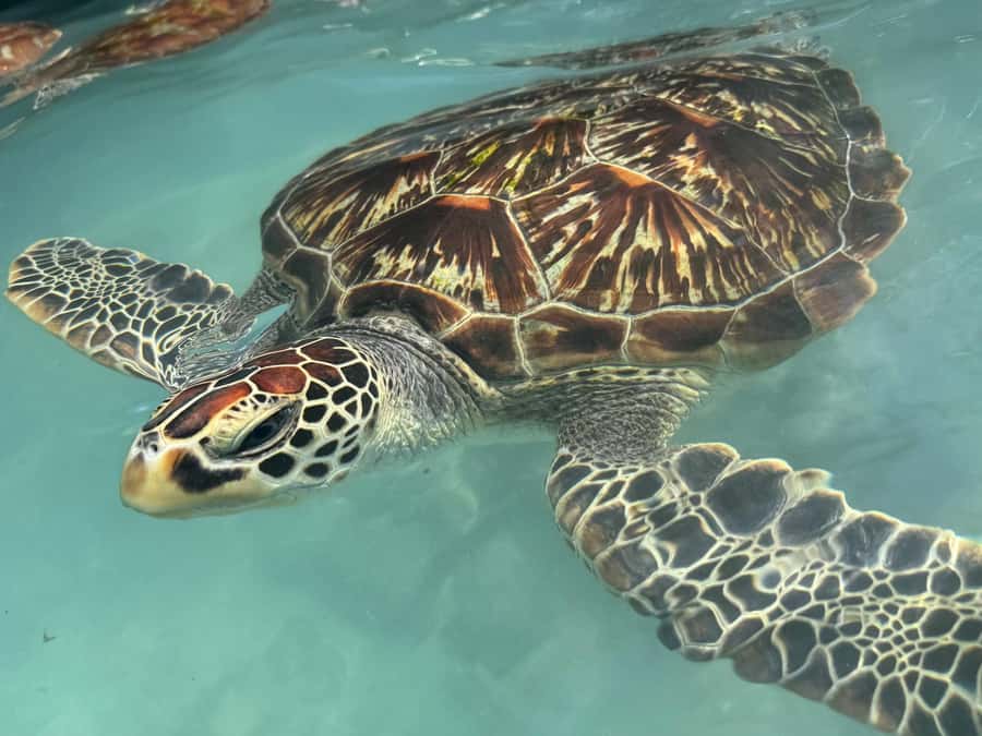 Salaam Cave Swimming with turtles, Mtende Beach & The Rock - What the $51 price really covers