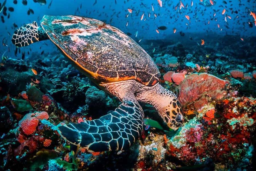 Salaam Cave Tour, Paje Beach, The Rock Restaurant, Kuza Cave - Swimming With Turtles at Salaam Cave