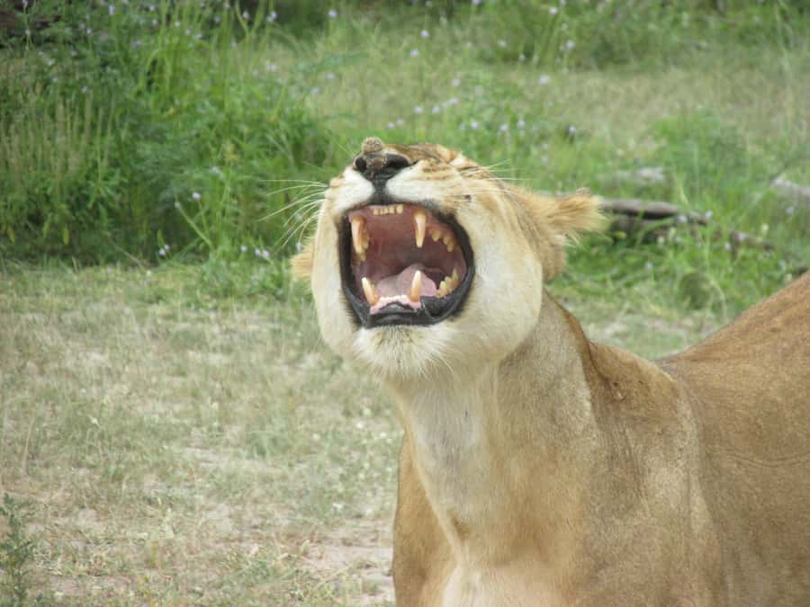 SELOUS: 1 DAY SAFARI FROM ZANZIBAR (SHARED GAME DRIVE) - Key points to know before booking