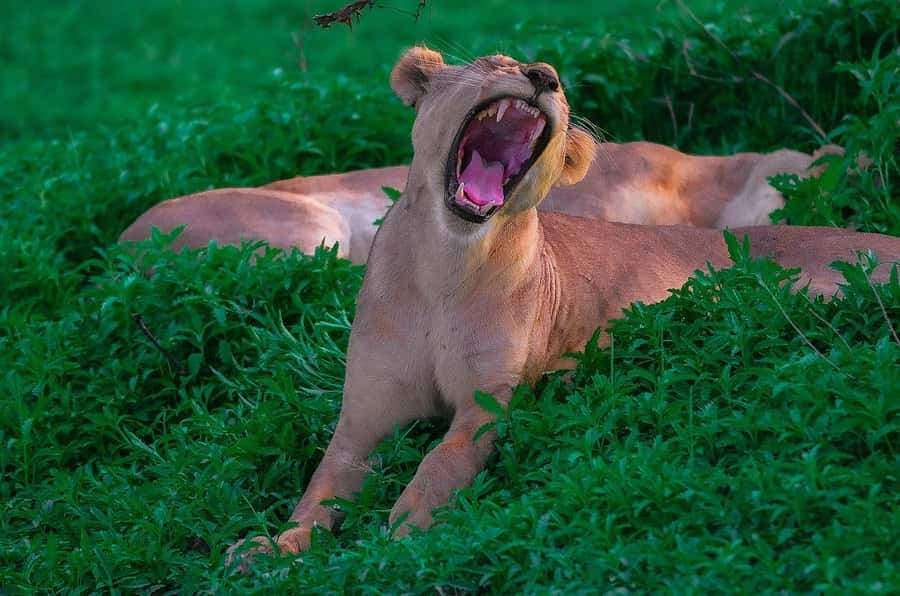 SELOUS: 1 DAY SAFARI FROM ZANZIBAR (SHARED GAME DRIVE) - What the open safari vehicle adds