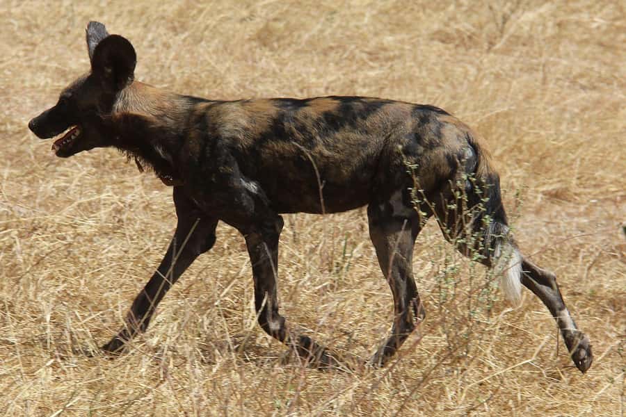 SELOUS: 1 DAY SAFARI FROM ZANZIBAR (SHARED GAME DRIVE) - Lunch, water, and the practical rhythm of the day