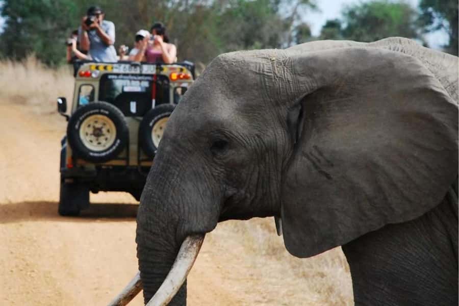 SELOUS: 1 DAY SAFARI FROM ZANZIBAR (SHARED GAME DRIVE) - The wildlife question: Big Five or broad variety?