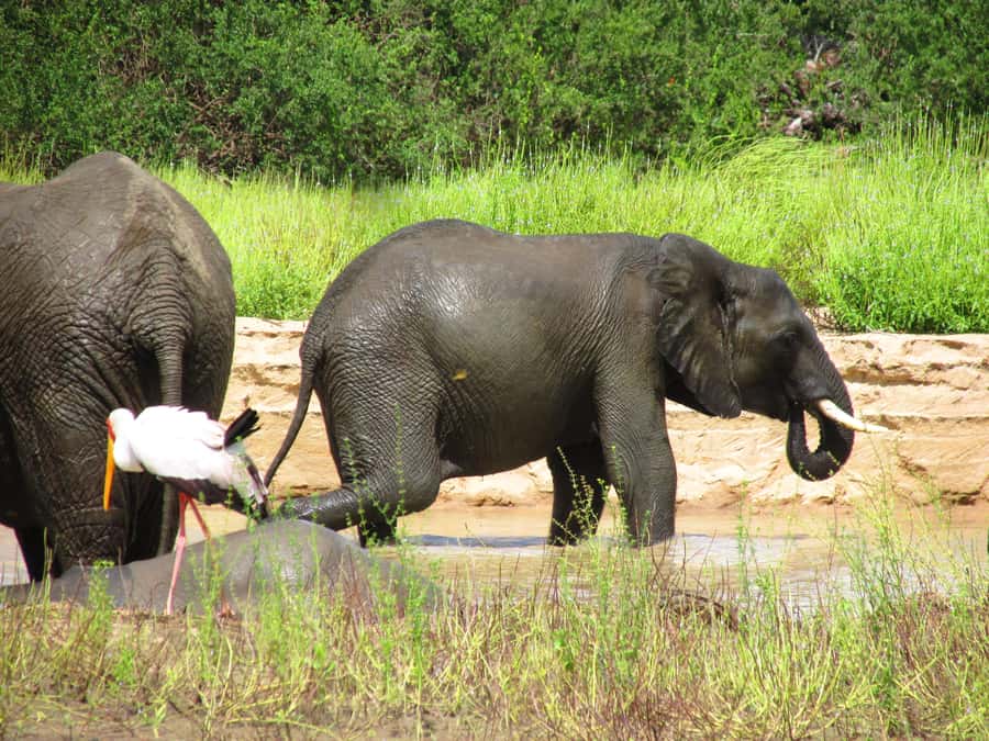 SELOUS: 1 DAY SAFARI FROM ZANZIBAR (SHARED GAME DRIVE) - The short flight to Nyerere National Park