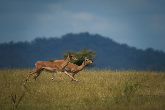 Selous Luxury Day Safari with Photographer - Why this Selous day safari is different from a beach excursion