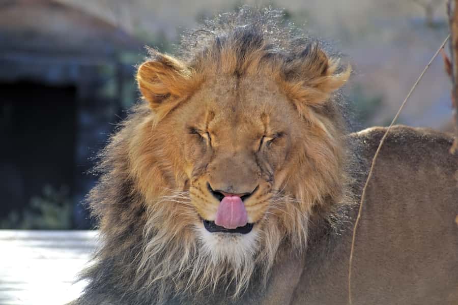 Serengeti Day Trip Safari from Mwanza - Why a Serengeti day trip from Mwanza appeals