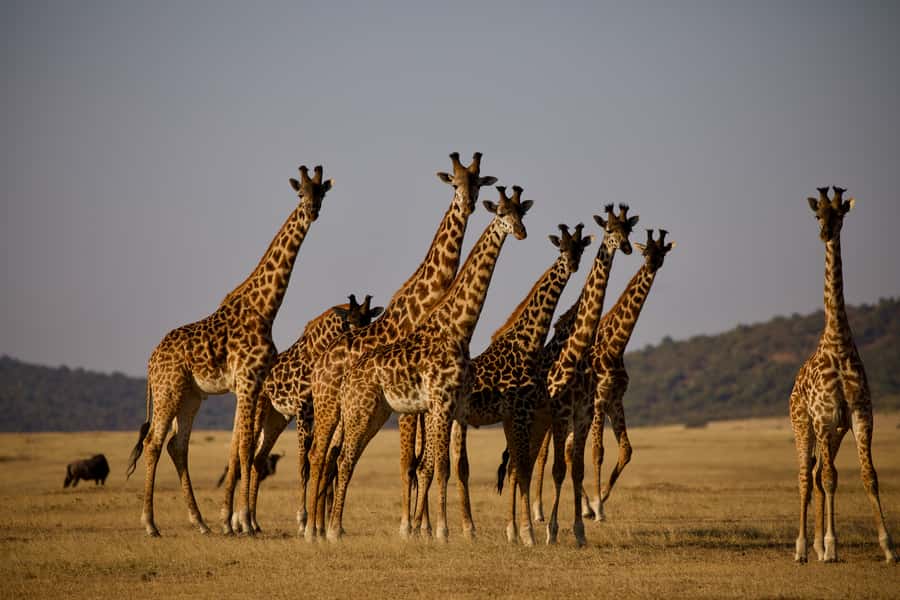 Serengeti Day Trip Safari from Mwanza - Lunch with the vehicle nearby