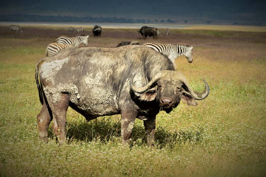 Serengeti Day Trip Safari from Mwanza - Is $650 good value for one day?