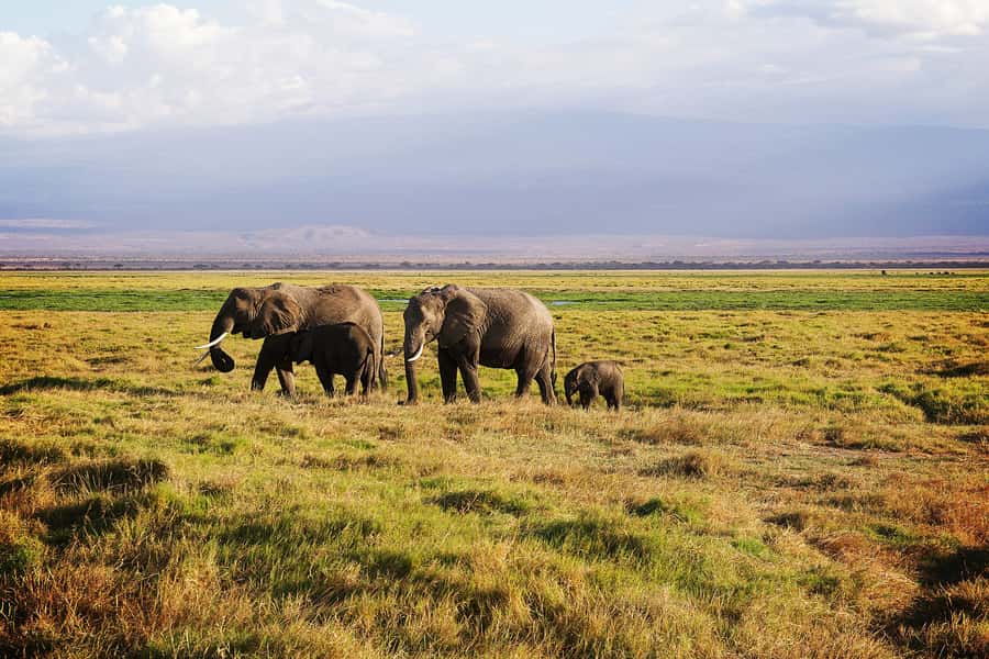 Serengeti Day Trip Safari from Mwanza - Starting from one of seven Mwanza hotels