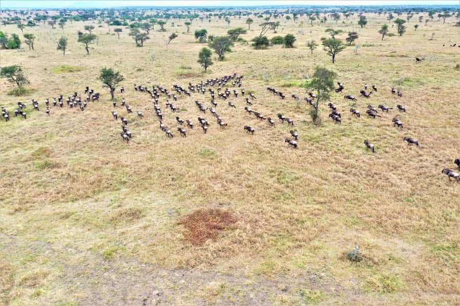 Serengeti: Hot Air Balloon Flight with Champagne Breakfast - Before sunrise: pickup and preparation