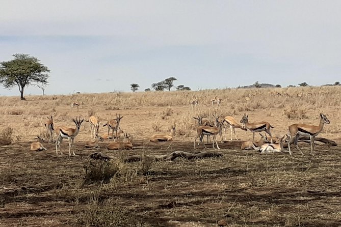 SERENGETI NATIONAL PARK Tour - Day four: a full northern Serengeti game-drive day