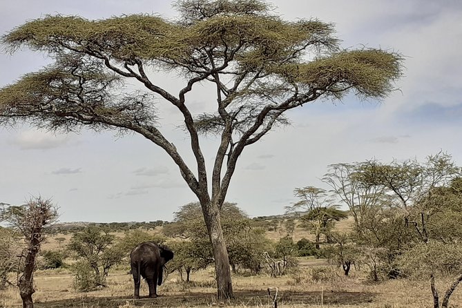 SERENGETI NATIONAL PARK Tour - What the $3,487.18 price means