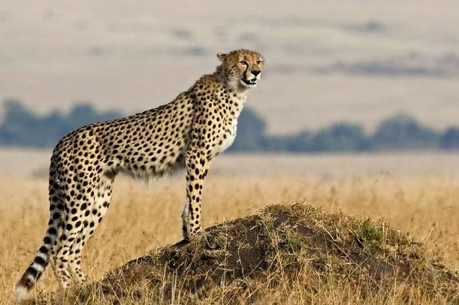 SERENGETI NATIONAL PARK Tour - Four nights in the Serengeti: the real strength of the trip