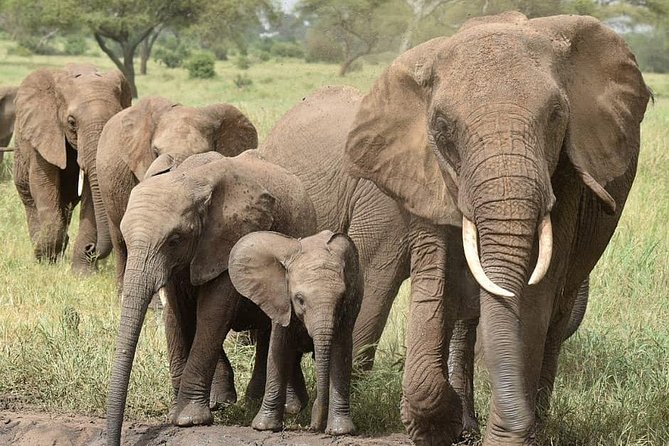 serengeti & ngorongoro 3 days private tour - The early Seronera drive on day two