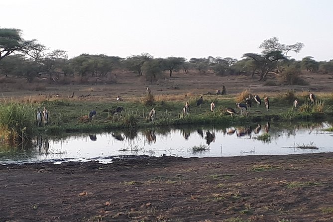 serengeti & ngorongoro 3 days private tour - Descending into Ngorongoro Crater