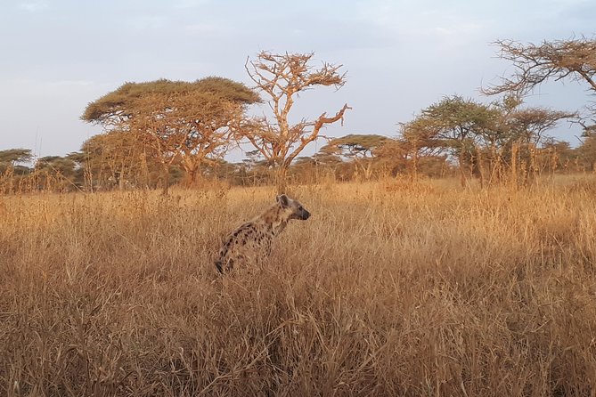 serengeti & ngorongoro 3 days private tour - Camping, comfort, and what to confirm