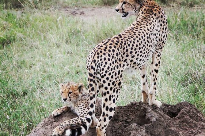 Serengeti & Ngorongoro fly in safari - Booking, cancellation, and practical checks
