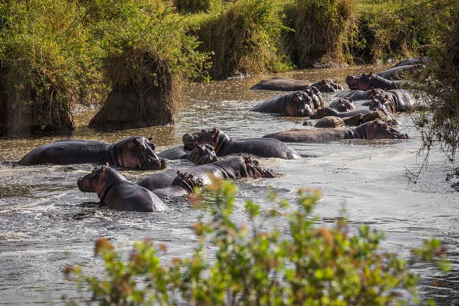 Serengeti & Ngorongoro fly in safari - Day 1: From the airport to Seronera at sunset