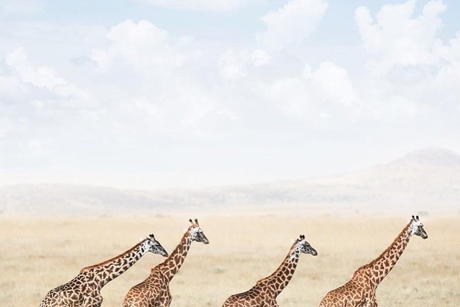 serengeti, ngorongoro & tarangire 5days private tour - The Serengeti section: the trip’s main wildlife draw