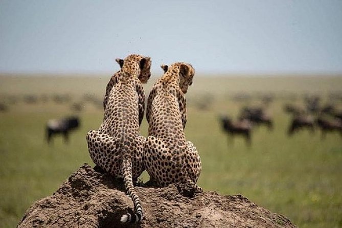 serengeti, ngorongoro & tarangire 5days private tour - Ngorongoro Crater: a very different final act