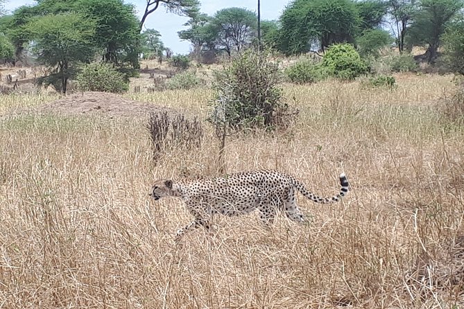 serengeti, ngorongoro & tarangire 5days private tour - Accommodation and planning flexibility