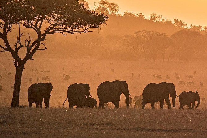 serengeti, ngorongoro & tarangire 5days private tour - Day one: Arusha to Tarangire
