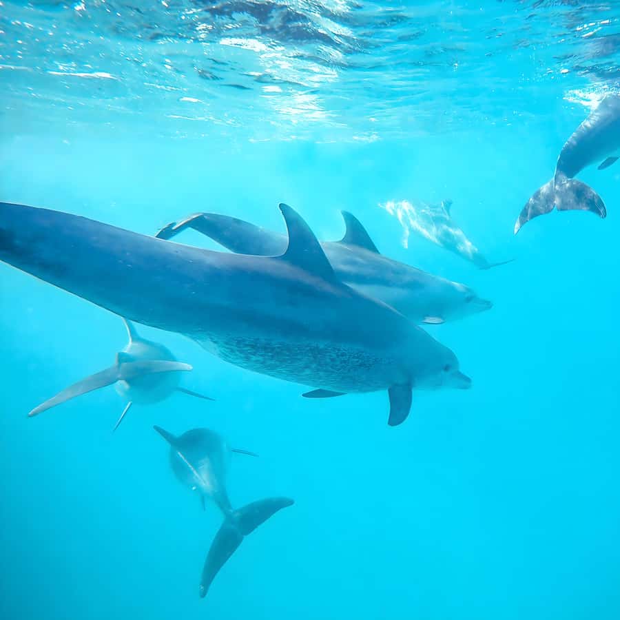 Snorkel Mnemba’s Reefs & Swim with Dolphins Adventure - Key points before you book