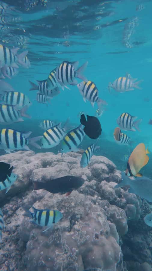 Snorkel Mnemba’s Reefs & Swim with Dolphins Adventure - Two hours around Mnemba Island