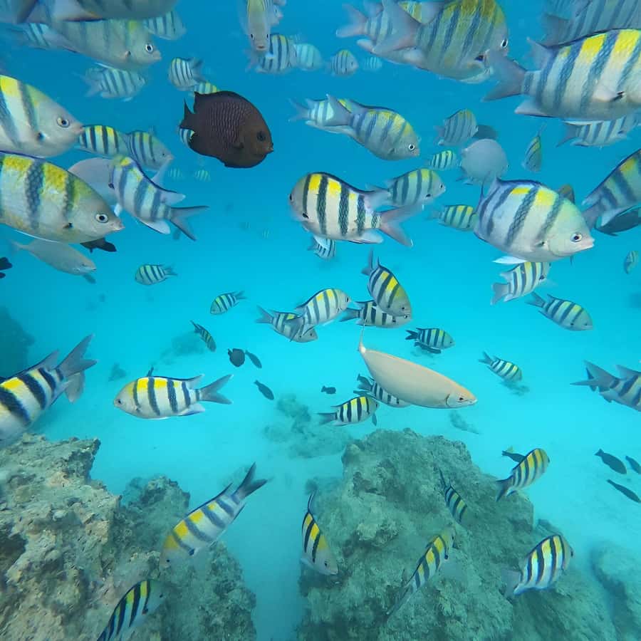 Snorkel Mnemba’s Reefs & Swim with Dolphins Adventure - Fruit, water, and the possible sandbank stop