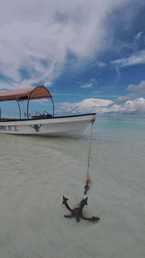 Snorkel Mnemba’s Reefs & Swim with Dolphins Adventure - What the $40 price really gets you