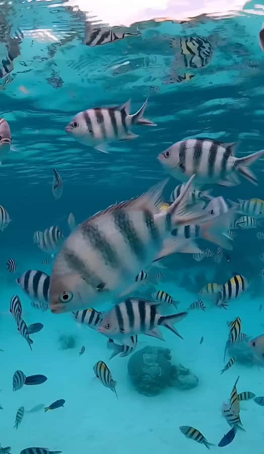 Snorkeling and swimming with dolphins in mnemba island - Key points before you book