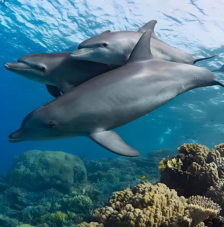 Snorkeling and swimming with dolphins in mnemba island - Why Mnemba Island is the draw