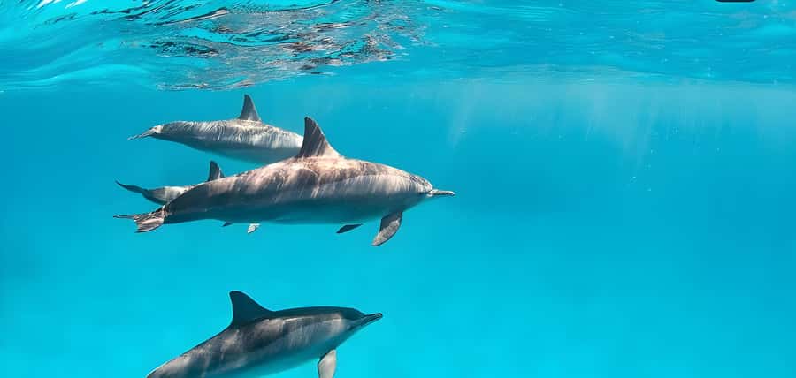 Snorkeling and swimming with dolphins in mnemba island - The 30-minute boat ride to Mnemba Atoll