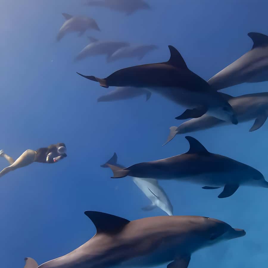 Snorkeling and swimming with dolphins in mnemba island - What the $80 price really covers