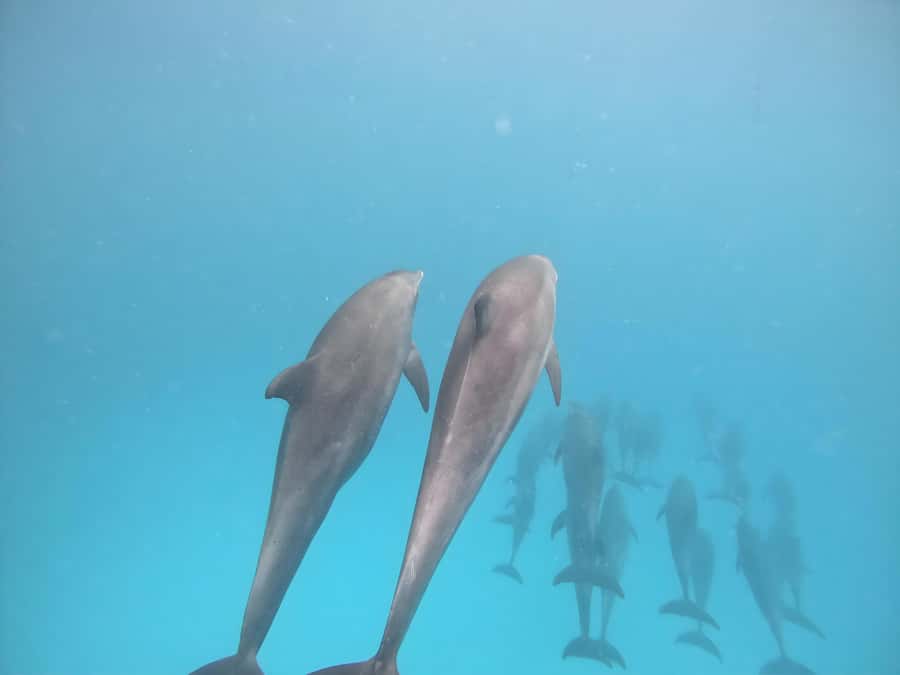 Snorkeling and swimming with dolphins in mnemba island - Choosing the right departure time
