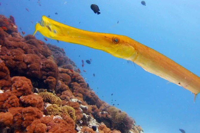 Snorkeling at Mnemba Atoll - Seafood, fruit, and lunch on the beach